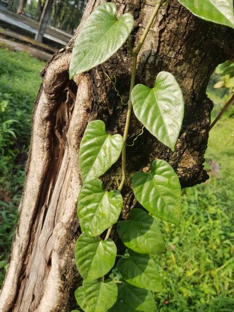 istock hollow tree trunk with beautiful vines 1402566950