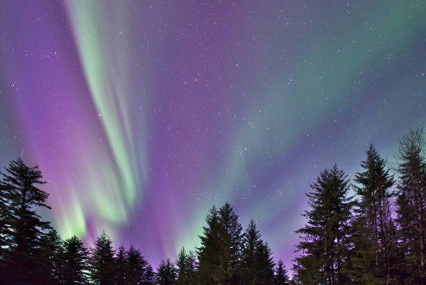 Aurora Boreal com árvores de abeto - foto de acervo