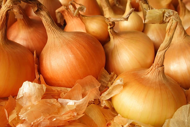 Onions stock photo