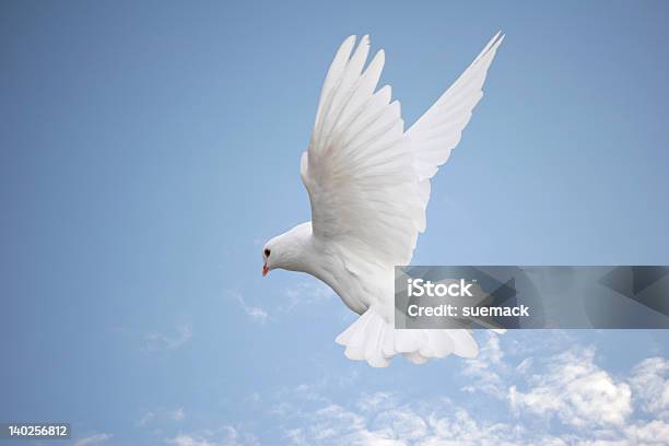 Colomba Bianca In Volo - Fotografie stock e altre immagini di Colomba - Colomba, Bianco, Simboli della pace