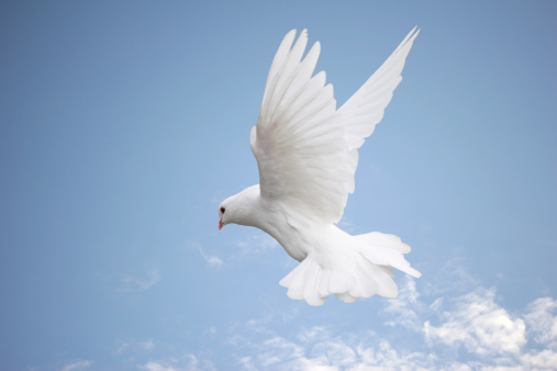 Beautiful white dove in flight, wings outstretched. Blue sky background. 
