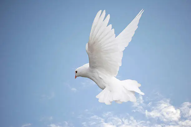 Photo of White dove in flight