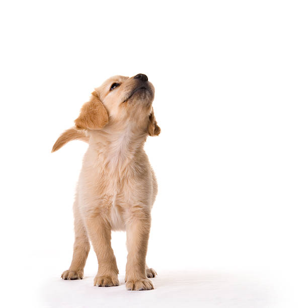 istock A cute puppy looking up at the cameraman 140256844