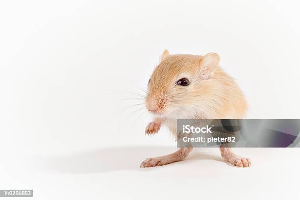 Gerbo Foto de stock y más banco de imágenes de Adulto joven - Adulto joven, Animal, Diversión