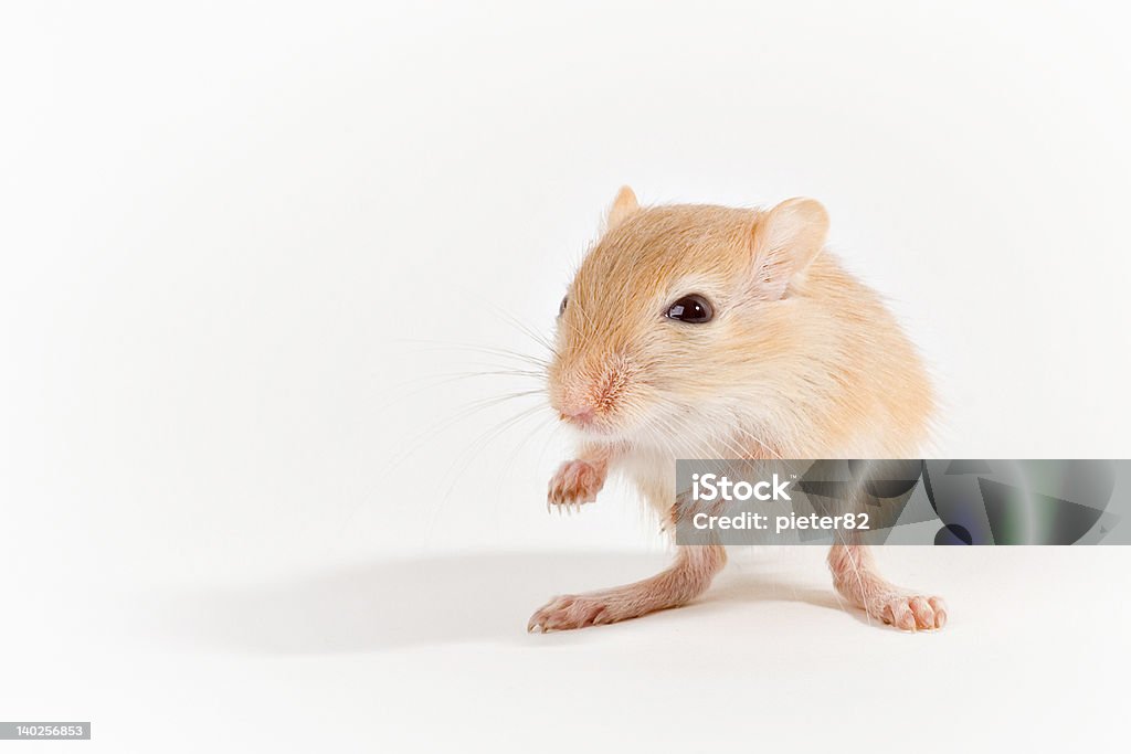 Gerbo - Royalty-free Animal Foto de stock