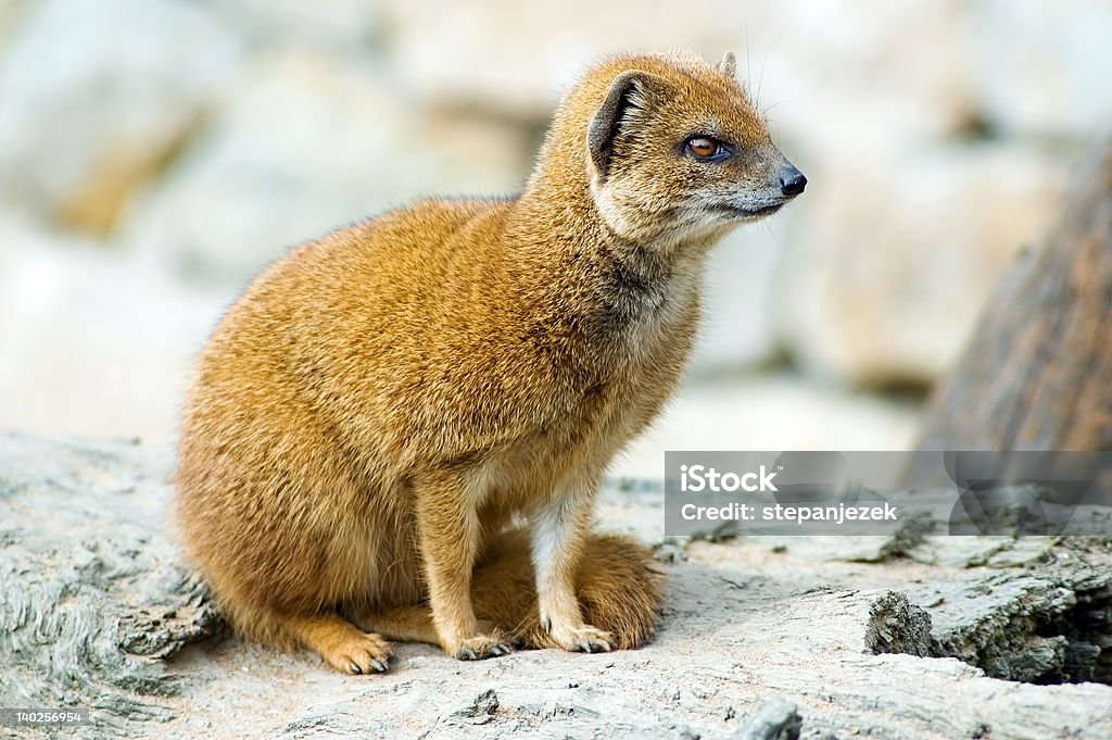 yellow mongoose Portrait of yellow mongoose (Cinyctis penicillata) Africa Stock Photo