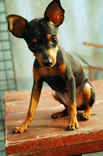 Portrait Of Miniature Pinscher on the table