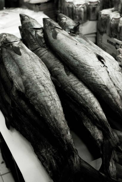 Big Spanish mackerel