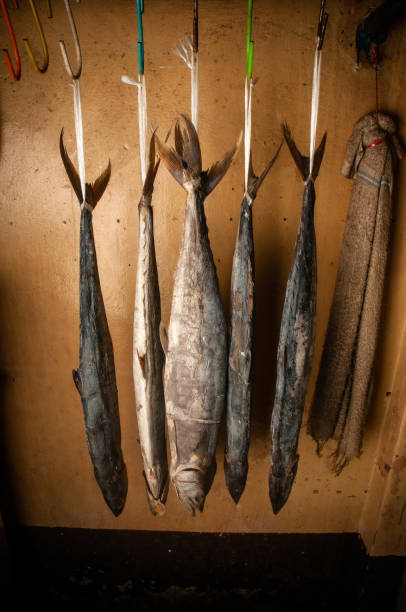 Big Spanish mackerel