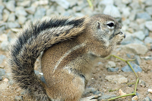 cape ground squirrel Portrait of cape ground squirrel (xerus inauris) african ground squirrel stock pictures, royalty-free photos & images