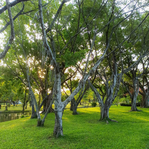 Green tree area of  Chatuchak Park in northern part of Park in Bangkok Chatuchak