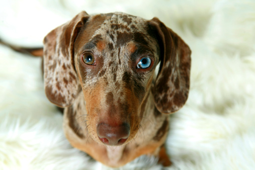 Portrait of a dachshund, with a blue and a brown eye, sitting on fake white fur