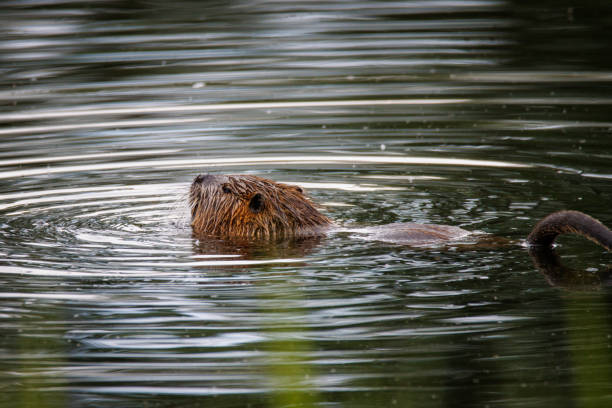 istock a nutria swims on a lake 1402571879