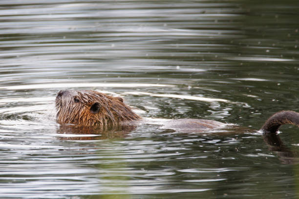 istock a nutria swims on a lake 1402571881