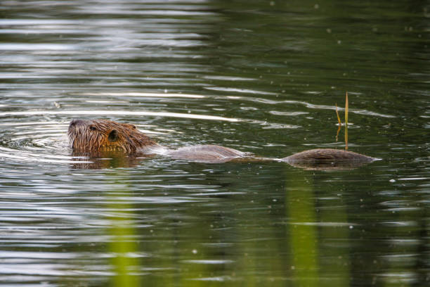 istock a nutria swims on a lake 1402571891