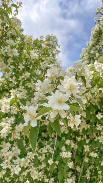 Philadelphus mock-orange is a genus of about 60 species of shrubs from 16 m tall, native to North America, Central America, Asia and in southeast Europe.