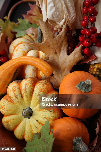 感謝祭の秋の収穫 - インディアンコーンのストックフォトや画像を多数ご用意 - インディアンコーン, ウリ類, オレンジ色
