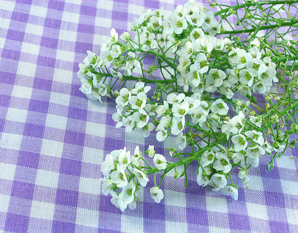 Sweet Alyssum A bunch of sweet alyssum on a purple gingham background. alysum stock pictures, royalty-free photos & images