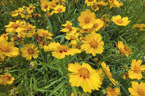 Coreopsis is a genus of flowering plants in the family Asteraceae. Common names include calliopsis and tickseed, a name shared with various other plants.