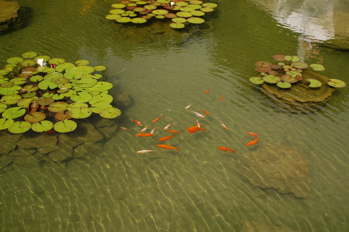 pond with goldfish and waterlilies