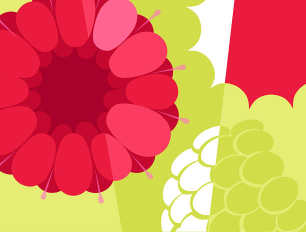 ilustraciones, imágenes clip art, dibujos animados e iconos de stock de diseño abstracto de frutas en estilo de corte plano. primer plano de frambuesa en sección transversal. - farmers market fruit market berry fruit