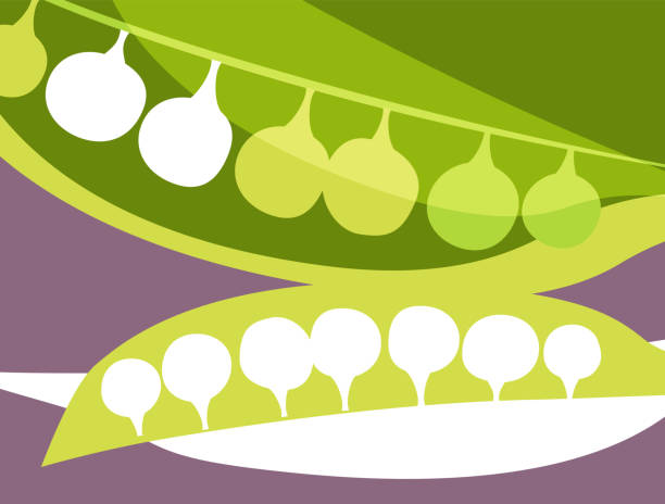ilustrações de stock, clip art, desenhos animados e ícones de abstract vegetable design in flat cut out style. green peas in a pod silhouette and cross section. - green pea pea pod salad legume