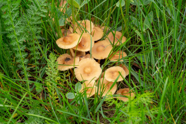 Edible mushrooms grow in green grass. Marasmius oreades. Edible mushrooms grow in green grass. Marasmius oreades. marasmius oreades mushrooms stock pictures, royalty-free photos & images