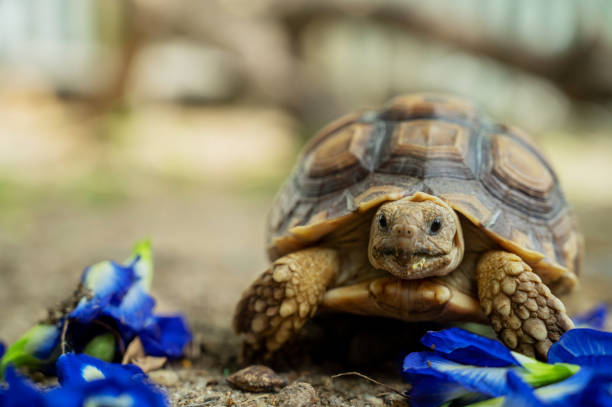 istock Sucata tortoise on the ground 1402575001