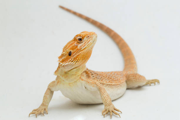 istock Bearded dragon Pogona vitticeps  on a white background 1402575616
