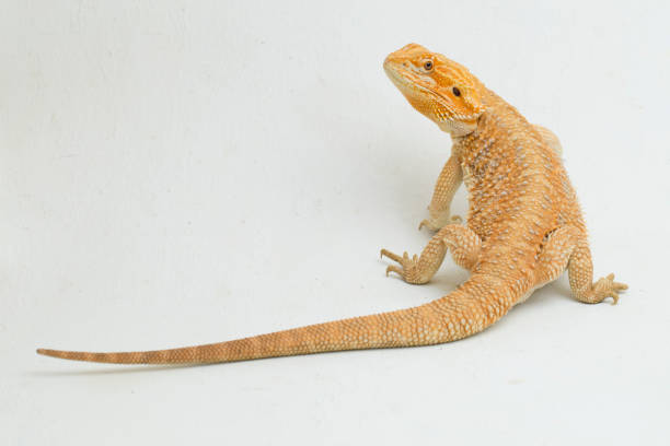 Bearded dragon Pogona vitticeps  on a white background