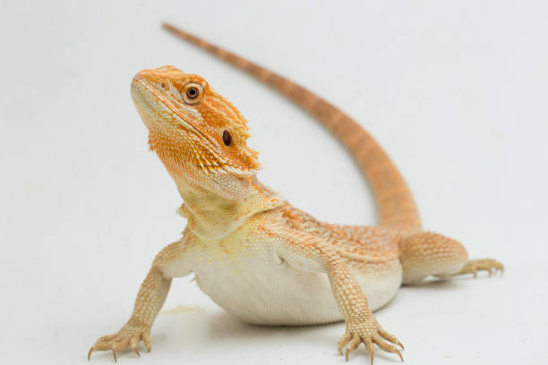 istock Bearded dragon Pogona vitticeps  on a white background 1402575618