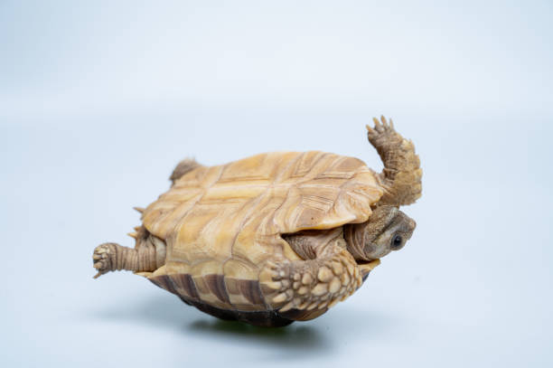 istock Sucata tortoise on white background 1402575629