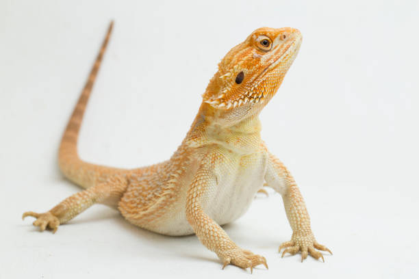 istock Bearded dragon Pogona vitticeps  on a white background 1402575634