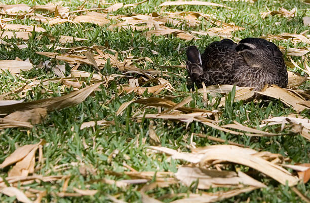 sleeping duck stock photo