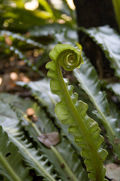 sprial plant stock photo