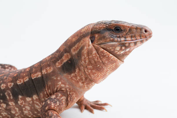 istock The red tegu lizard Salvator rufescens on white background 1402576727