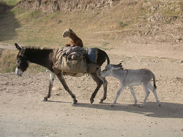 istock Afghanistan, donkwey carrying a lamb 140257740