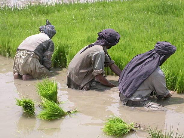istock Afghanistan, farmers planting rice shoots 140257748