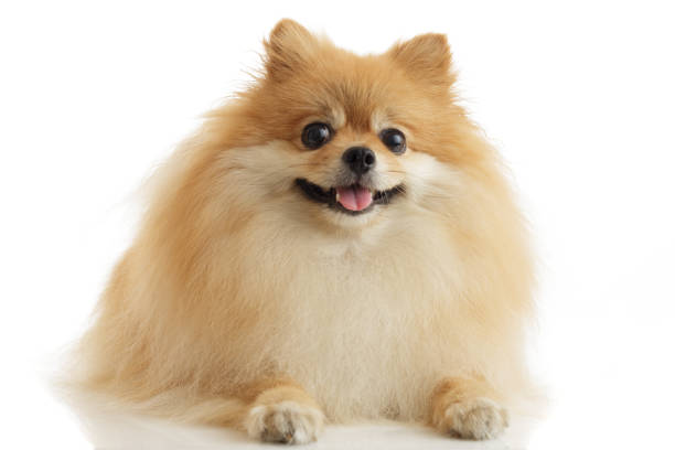 istock Pet dog on White Background 1402577842