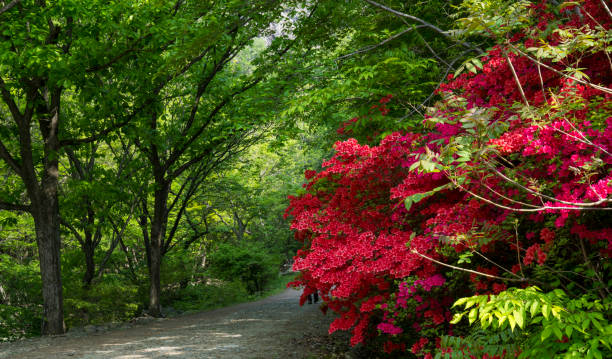 A park road with buds and red azaleas blooming.