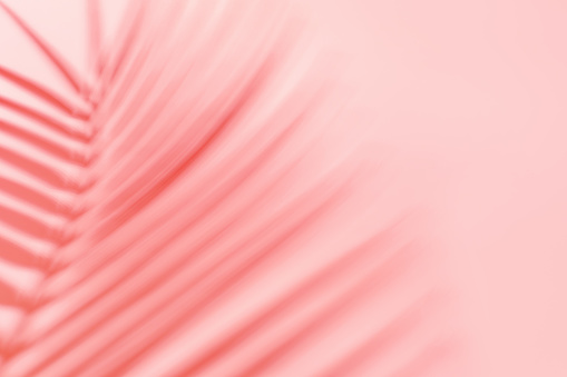 Shadow from tropical palm leaf on a pink background, summer concept.