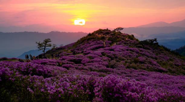 istock Hwangmaesan azalea flowers. 1402578147