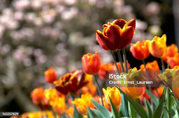 Tulip Flowers Stock Photo - Download Image Now - Botany, Close-up, Color Image