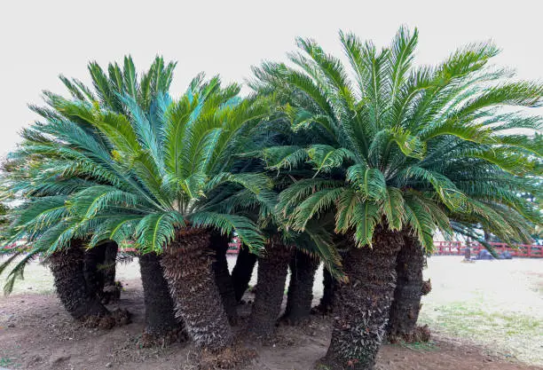 Cycads grown in the sands of Jeju Island.