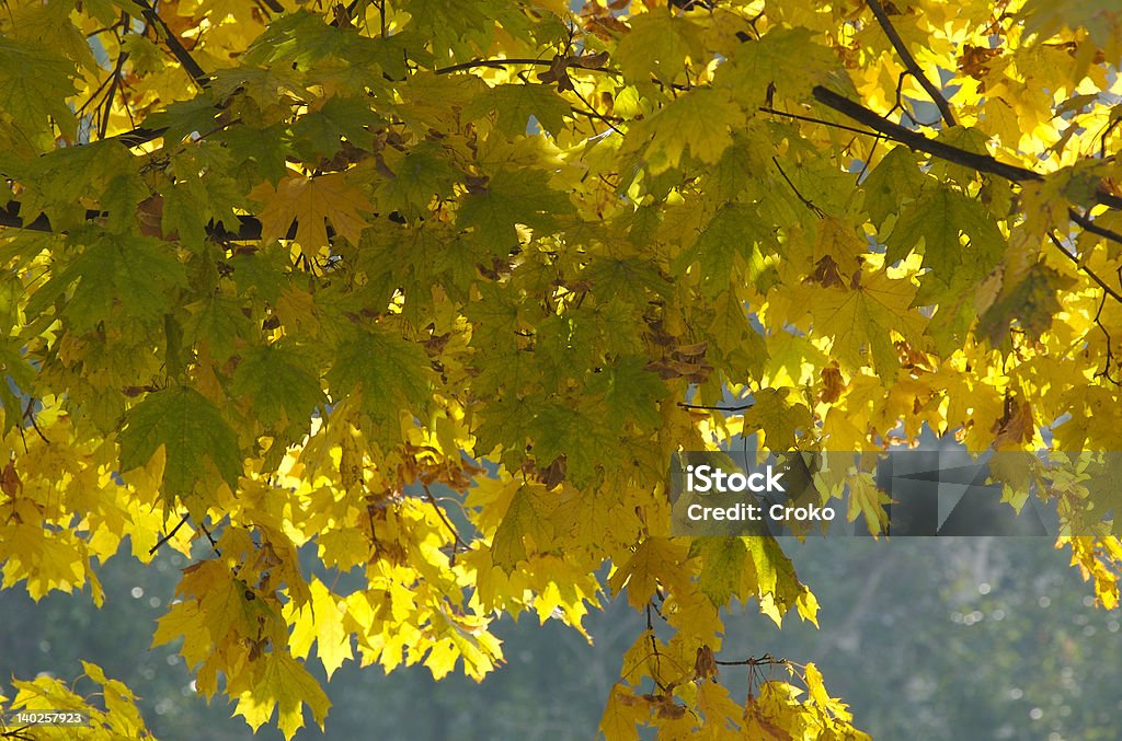 가을 낙엽 - 로열티 프리 10월 스톡 사진