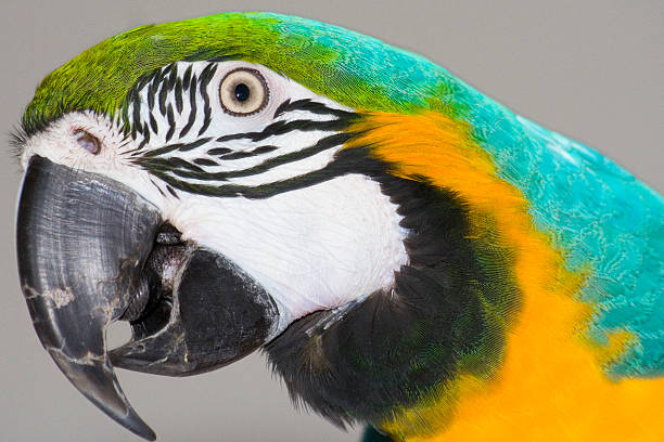 macaw stock photo