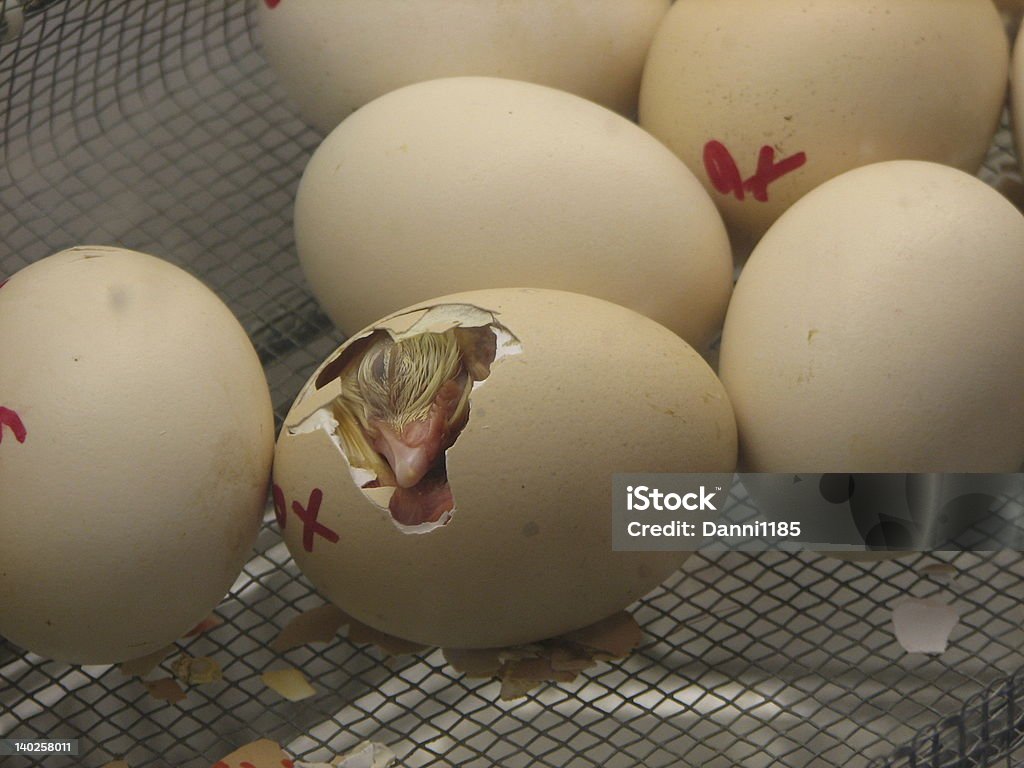 De incubação Chick - Royalty-free Pinto Foto de stock