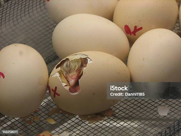 De Incubação Chick - Fotografias de stock e mais imagens de Pinto - Pinto, Sair do ovo, Ovo