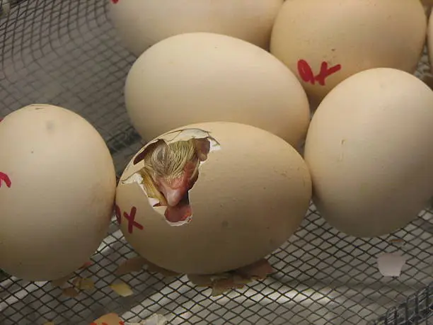 Baby chick hatching in an incubator. I was able to capture this moment at a local state fair this month! 