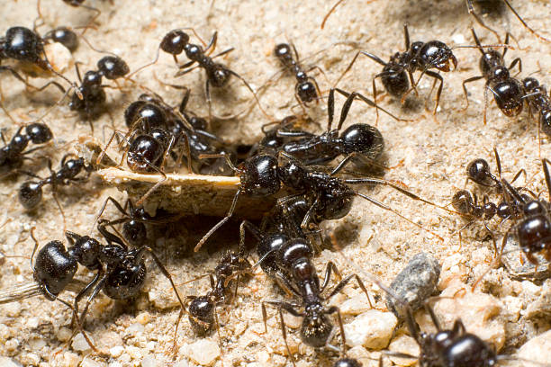 Team of Ants stock photo